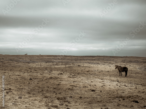 Solitary Icelandic horse in barren landscape under overcast sky