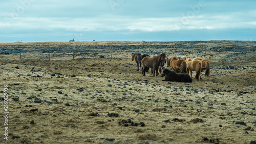 Icelandic horses in a rugged volcanic landscape under dramatic sky