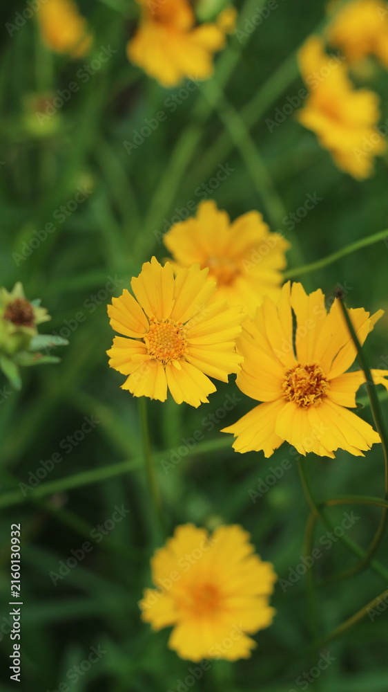 Obraz premium yellow flowers on green background