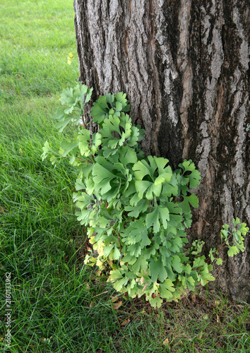 New Ginkgo Sprouts Growing from Tree Base