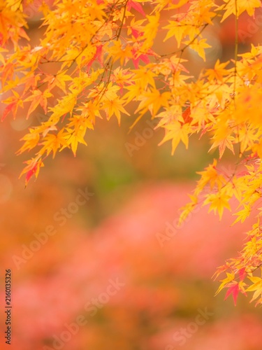 鮮やかに色付いた紅葉。黄色とピンクの紅葉と柔らかい背景ボケ。日本の秋の風景。縦構図