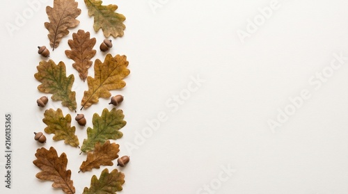 Autumn oak leaves and acorns arranged on a white background with copy space