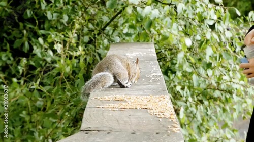 A human visitor to a woodland spreads seed across the top of a fence. A grey squirrel (Sciurus carolinensis) has come to feed on the seeds being offered, unperturbed by the human benefactor. 
