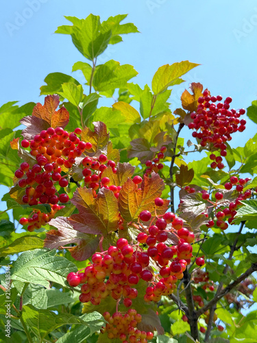 Viburnum opulus cranberry Guelder Rose red berries.