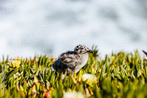 Bild auf Leinwand Western Gull chick standing among ice plants in Natural Bridges State Park Calif