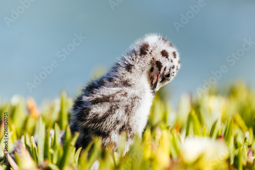 фотографія Young seagull chick preening its feathers among ice plant at Natural Bridges Sta