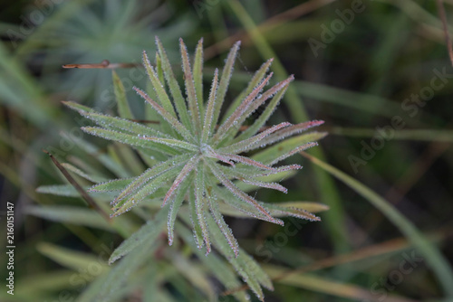 A close-up top-down view of a star-like plant leaf cluster, intricately detailed with countless tiny, sparkling dew drops, captured in a serene, dewy forest meadow at dawn, soft green bokeh background