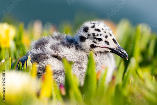 Konstfotografi Spotted plumage Western Gull chick nestled in coastal iceplant vegetation at Natural Bridges State Park