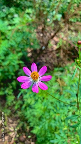 Фотография purple flower in the garden