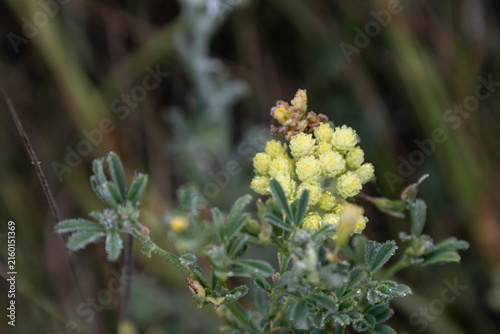 Close up of a small yellow flower bud covered with morning dew drops in a green natural meadow, macro photography highlighting delicate droplets on wild herbal plant leaves outdoors in summer season.