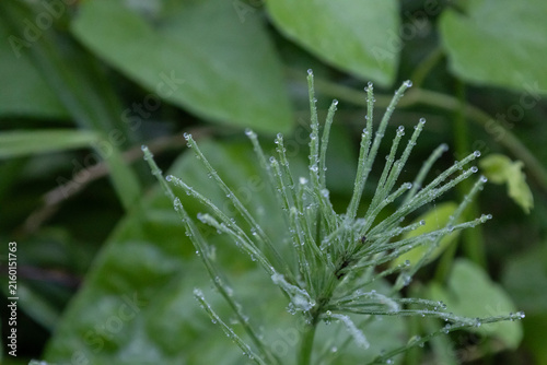 Close up of green horsetail plant stems covered with sparkling morning dew drops in a lush summer forest, macro nature photography highlighting delicate water droplets on wild herbal vegetation outdoo