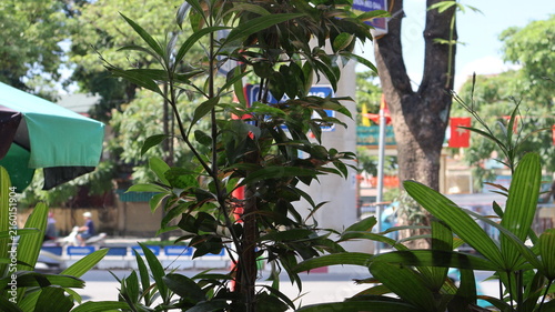 Green plant in a city street setting