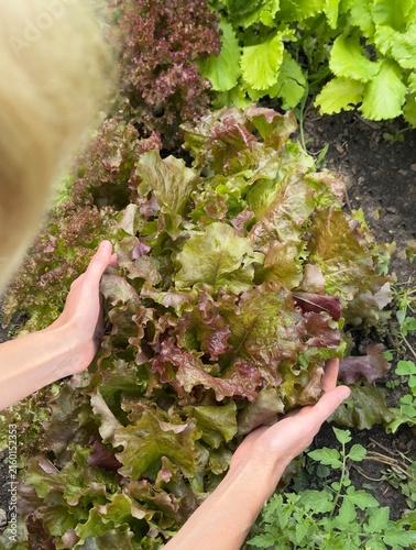 Canvastavla Woman Harvesting Homegrown Leaf Lettuce in Sustainable Home Garden
