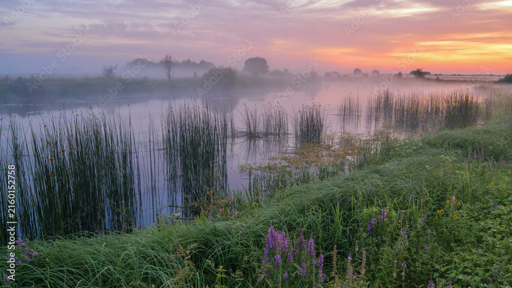 Fototapeta premium A misty river at dawn reflects a colorful pink and orange sunrise sky, with green reeds growing along the grassy banks