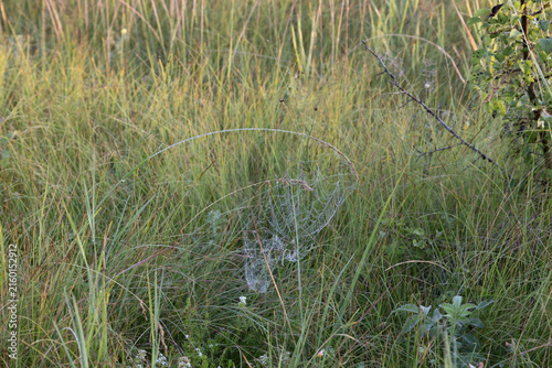 An intricate spider web glistening with morning dew drops suspended between tall green grass blades in a wild meadow at dawn, capturing the serene and delicate beauty of nature in the early morning 