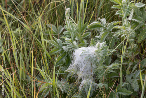 Close up shot of a delicate spider web covered in tiny morning dew drops spread over green grass and wild meadow plants in a serene natural environment during early sunrise hours in the countryside.