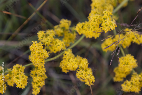 Close up of vibrant yellow wildflowers blooming in a lush green meadow during summer, macro nature photography highlighting delicate petals and wild botanical flora outdoors under soft daylight.