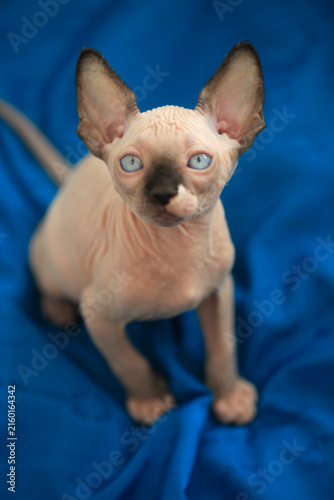 Portrait of cute sphinx cat