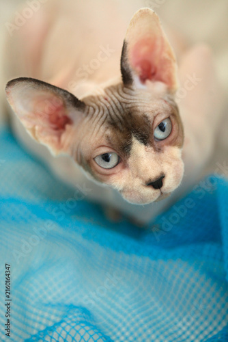 Portrait of cute sphinx cat