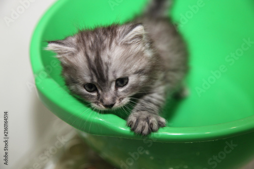 Portrait of cute grey kitten
