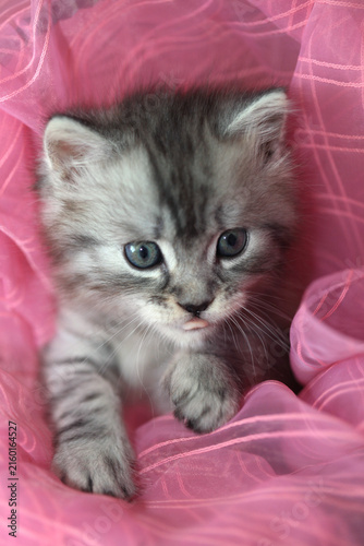 Portrait of cute grey kitten