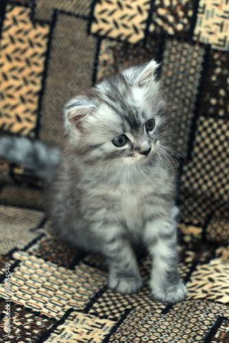 Portrait of cute grey kitten