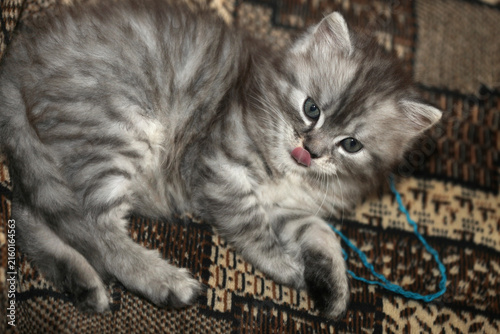 Portrait of cute grey kitten