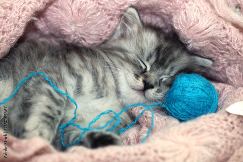 Portrait of cute grey kitten