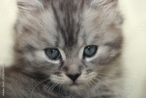 Portrait of cute grey kitten