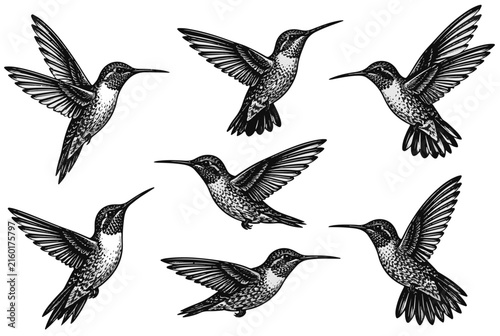 Vintage Engraved Hummingbirds Collection in Flight