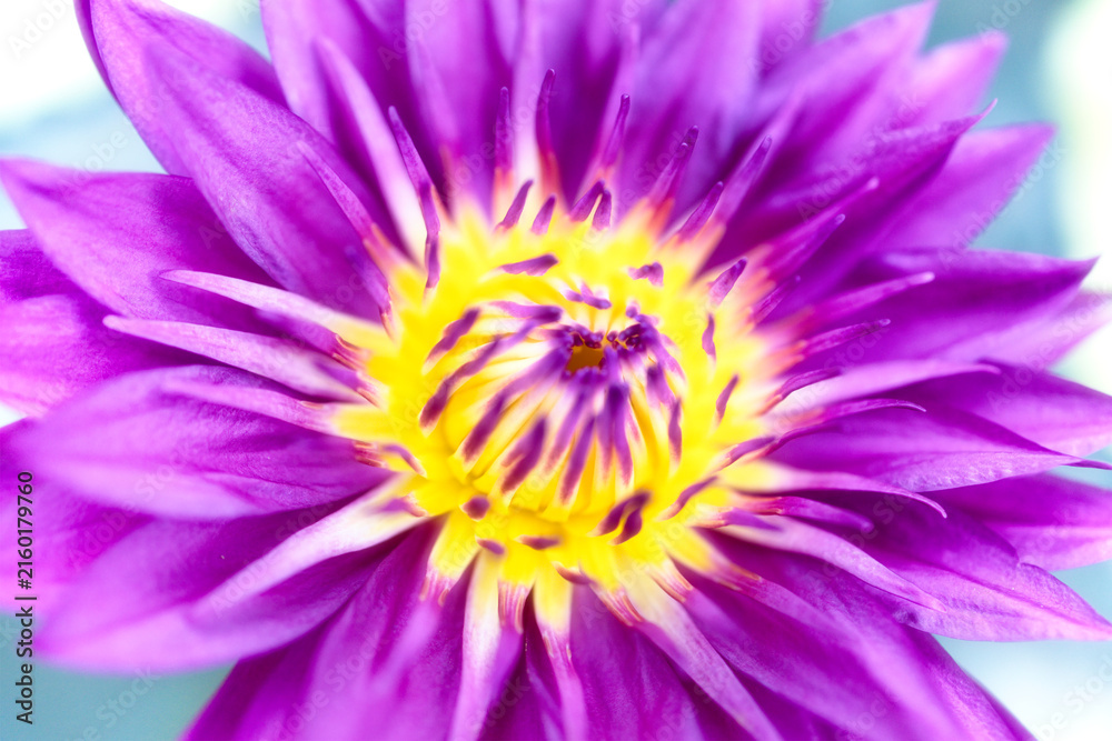 Obraz premium 夏の水面に浮かぶ美しい睡蓮の花