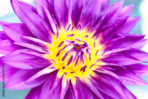 夏の水面に浮かぶ美しい睡蓮の花