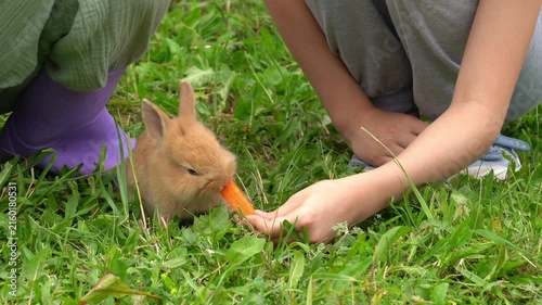 Childrens hands feed little baby rabbits carrots outdoors. Rabbits eat vegetables. Children care pets. Kids with animals. Agriculture, farming