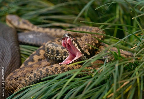 Plakat Adder 