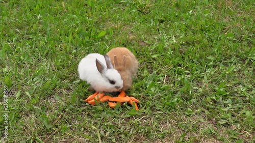 Little baby rabbits eat carrots on grass in garden. Feeding animals. Agriculture, farming