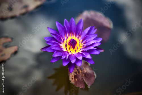 夏の水面に浮かぶ美しい睡蓮の花