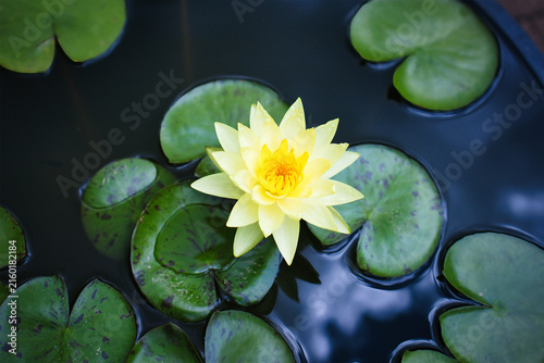 夏の水面に浮かぶ美しい睡蓮の花