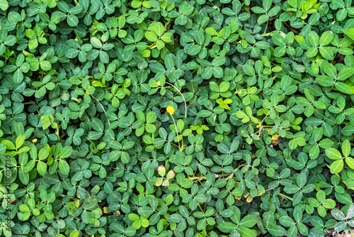 Konstfotografi Dense green pinto peanut groundcover leaves with a tiny yellow flower top view background texture