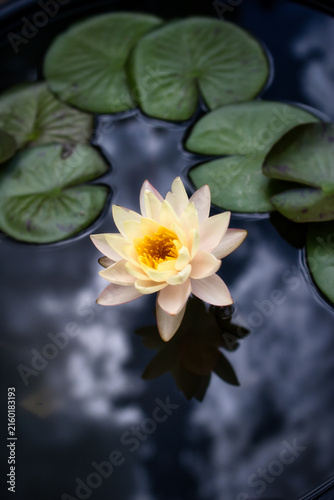 夏の水面に浮かぶ美しい睡蓮の花