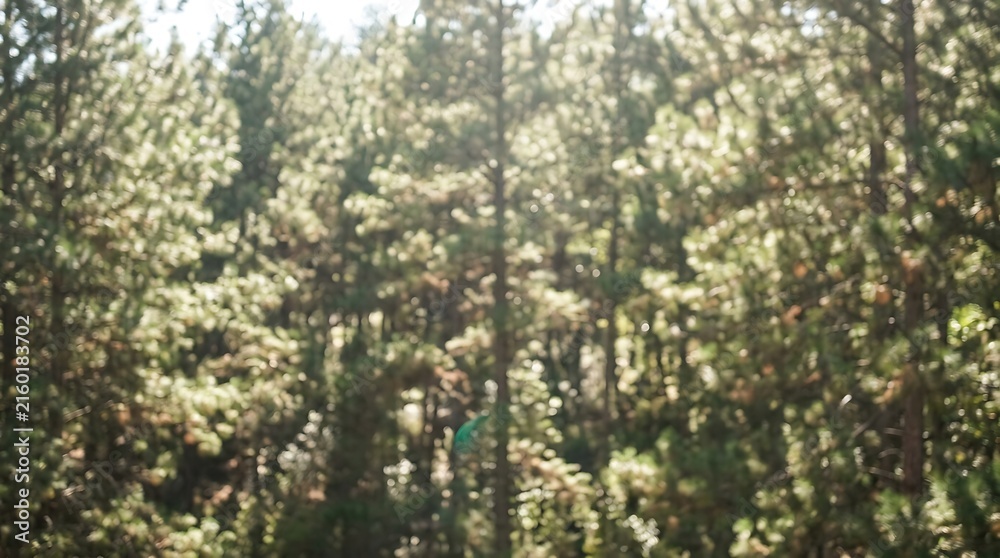 Fototapeta premium A soft focus view of a dense forest during the day