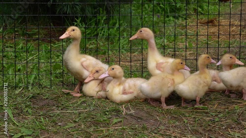 Flock of little ducklings in aviary in countryside. Poultry, agriculture, farming. Subsistence farming