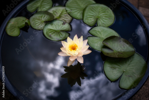 夏の水面に浮かぶ美しい睡蓮の花