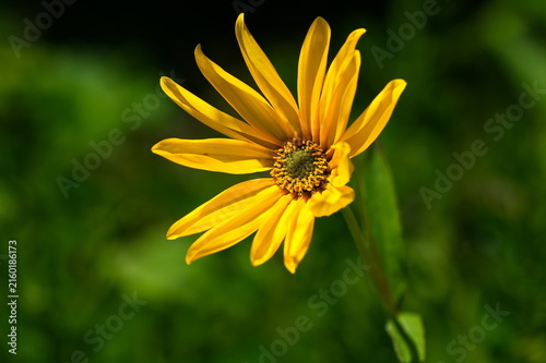 Gelbe Topinambur Blüte im Garten