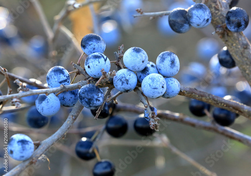 Photography Close-up of ripe sloe berries on thorny branches in autumn