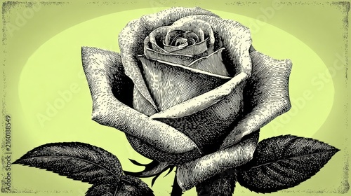 Detailed vintage engraving style blooming rose illustration with hatching on green background