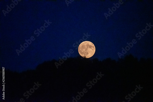 Canvastavla A large, luminous golden full moon rises majestically over a dark forest treeline silhouette, set against a deep, dark blue night sky