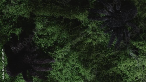 Top down cover video of spider shadow on moss in strobe lightning