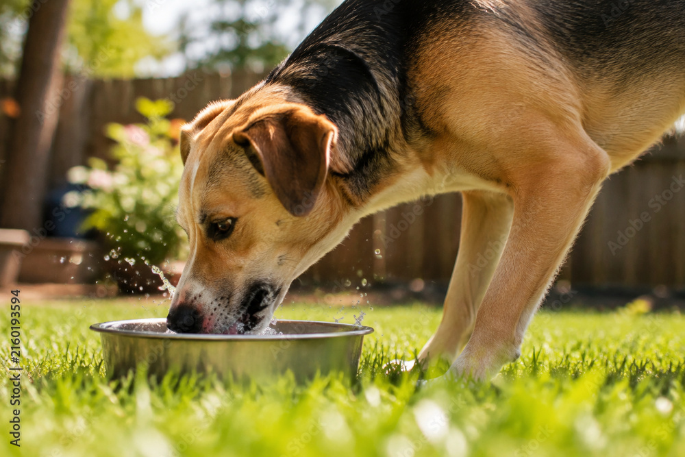 Fototapeta premium Dog drinking water from metal bowl in backyard, pet hydration and thirst