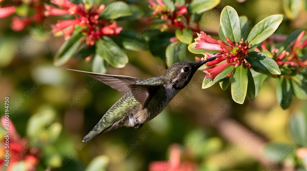 Naklejka premium A hummingbird hovers near red tubular flowers its iridescent green feathers catching sunlight as it feeds