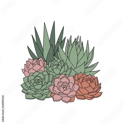 Hand drawn illustration of a cluster of colorful succulent plants on white background.